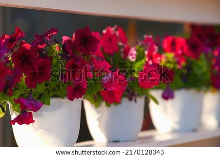A lot of red and pink muscat (Pelargonium) flowers in a beautiful decor from a flower shop in sunset light