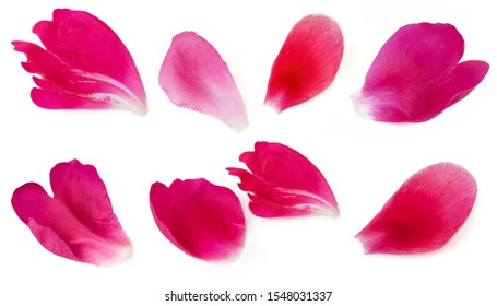 Red And Pink Peony Petals Set Isolated On White Background Set