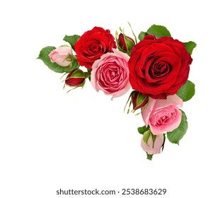 Red and pink rose flowers with green leaves in a corner arrangement isolated on white background. Flat lay. Top view.