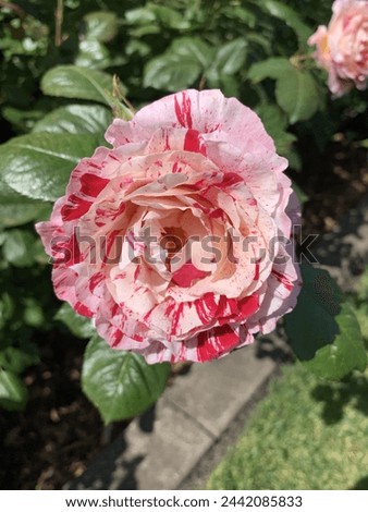 red and pink splashed tie dyed lined splotchy pattern on a fresh blooming rose still on the bush. McKinley Park in Sacramento, California CA public rose garden. Beautiful seasonal flower springtime