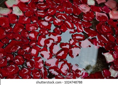 Red, Pink And White Rose Petals On Water. Romantic And Relaxing Rose Petals In An Interior Fountain. Concept: Couples Romantic Gestures.