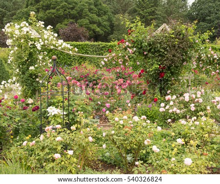 Red, Pink and White Roses (Rosa) Trailing over a Wooden and Rope Pergola in a Country Cottage Garden in Rural Devon, England, UK.