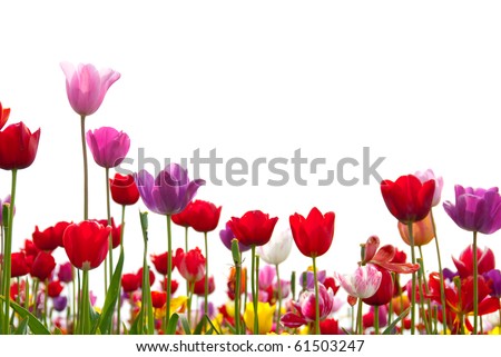 Similar – Image, Stock Photo Spring flower against a yellow background