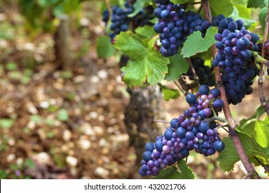 Red Pinot Noir Wine Grapes Burgundy Vineyard France.