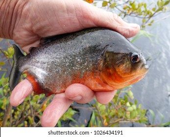 Red Piranha Pygocentrus Natterery Serrasalmidae Familay Stock Photo Edit Now