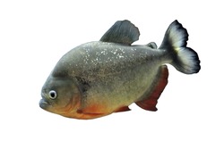 Red Piranha (Red-bellied Piranha) On Isolated White Background. Pygocentrus Nattereri  Is  Freshwater Fish In  Family Serrasalmidae That Inhabits Amazon Basin, South American Rivers.  