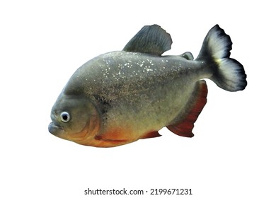 Red piranha (Red-bellied piranha) on isolated white background. Pygocentrus nattereri  is  freshwater fish in  family Serrasalmidae that inhabits Amazon basin, South American rivers.  
