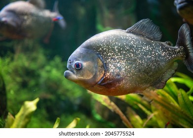 Red Piranha Swimming Aquarium Stock Photo 2045775524 | Shutterstock