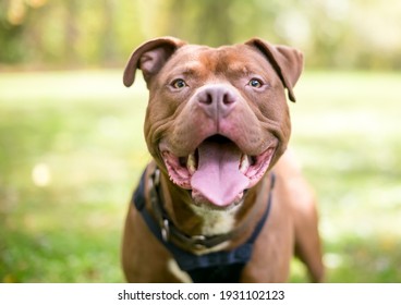 A red Pit Bull Terrier mixed breed dog looking at the camera and panting with a happy expression