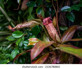 Red Pitcher Of Nepenthes, Carnivorous Pitcher Plant