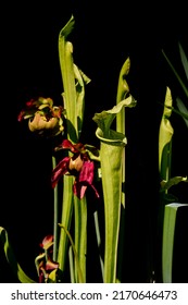 Red Pitcher Plant Isolated On Black Background Also Called Sarracenia Rubra