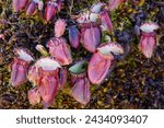 Red pitchers of the Albany pitcher plant (Cephalotus follicularis), growing in mossy soil in natural habitat, Western Australia