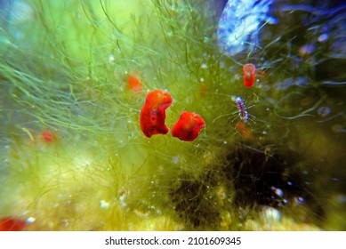 Red Planaria Flatworms - Convolutriloba Retrogemma