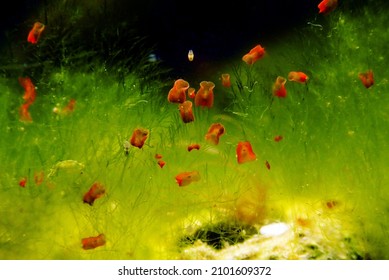 Red Planaria Flatworms - Convolutriloba Retrogemma