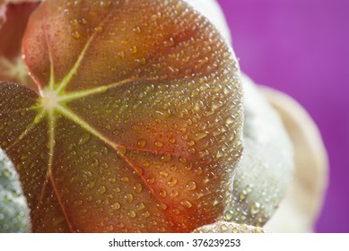 red plant