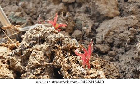 Red Plant grow with new Zeal in mud after plant to tree change the whole environment 