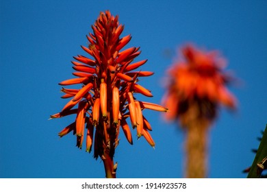 Red Plant From The La Brea Tar Pits.