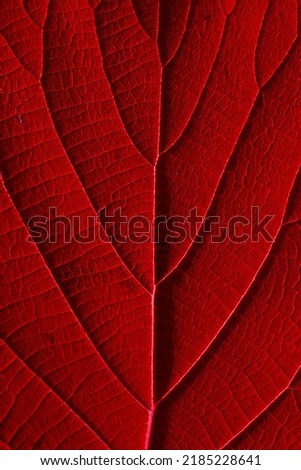 red plant leaves red color flowers

