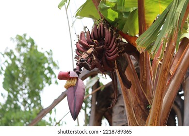 Red Plantain Tree With Fresh Fruits 