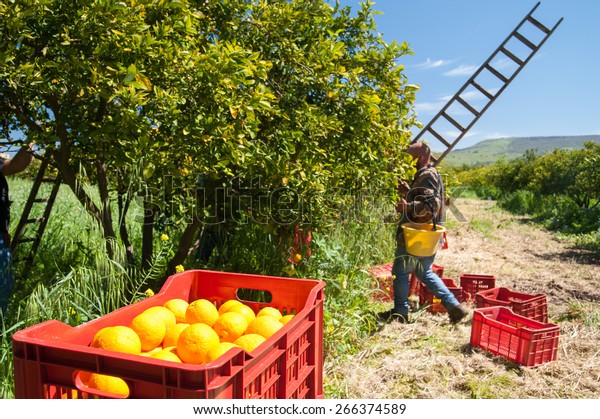 Red\
plastic fruit box full of oranges and pickers at\
work