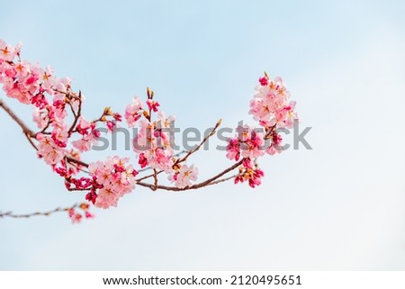 
Red plum blossoms heralding spring