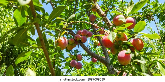 Red Plum On The Tree. Plum In The Garden