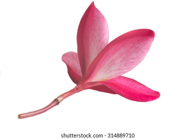 Red Plumeria flowers isolated on white background