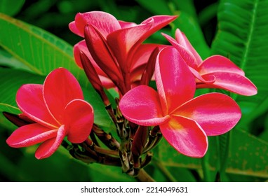 Red Plumeria Tree Portrait In Hawaii