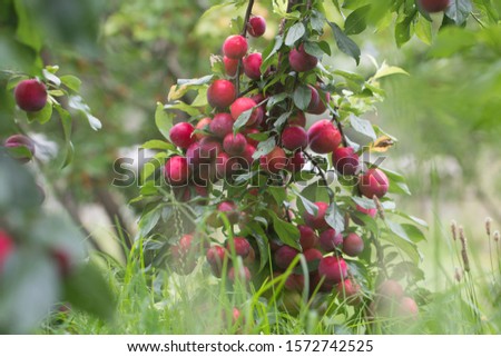 Red Plums in the orchard