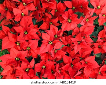 Red Poinsettia. Christmas Flower. Floral Background