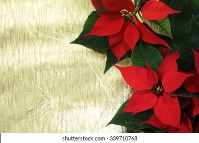 Red Poinsettia / Christmas Flower/   Golden Background