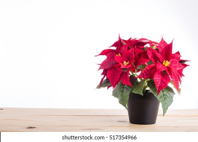  Red Poinsettia Christmas Plant With Isolated White Background.