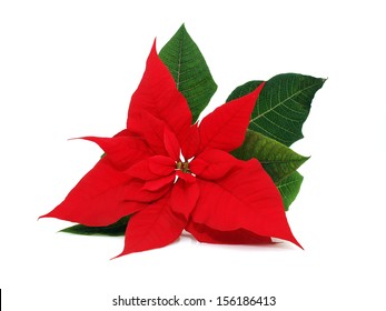 Red Poinsettia Flower