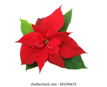 Red Poinsettia Flower