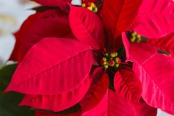 Rote Poinsettia-Blume, Euphorbia Pulcherrima Oder Nochebuena. Weihnachtssternblume, Nahaufnahme Von Oben