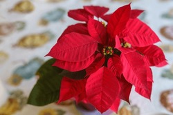 Rote Poinsettia-Blume, Euphorbia Pulcherrima Oder Nochebuena. Weihnachtssternblume, Nahaufnahme Auf Dem Tisch, Draufsicht Von Oben