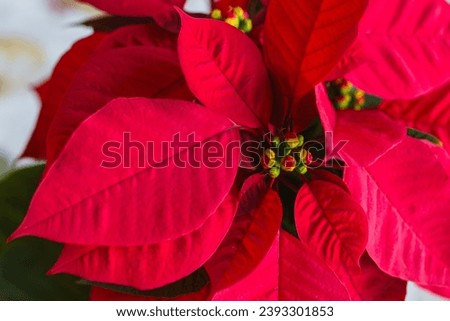 Red Poinsettia flower, Euphorbia Pulcherrima, or Nochebuena. Christmas Star flower close-up from above