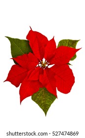 Red Poinsettia Flower Isolated