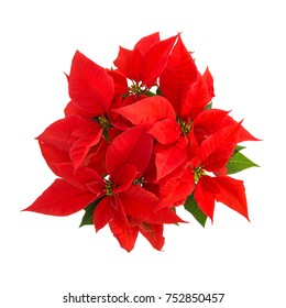 Red Poinsettia Green Leaves Christmas Flower Stock Photo 752850457 ...