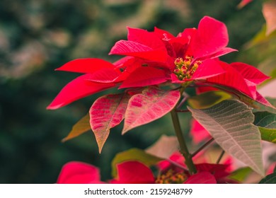 A red poinsettia growing in a garden