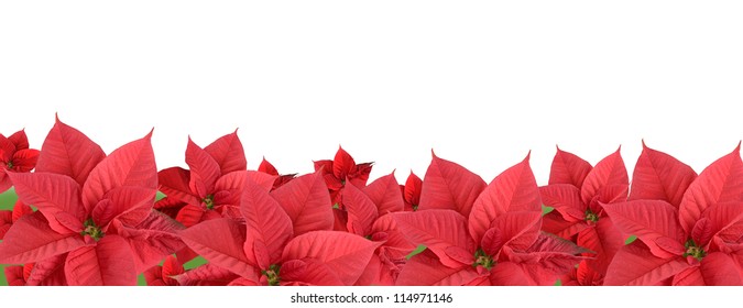 Red Poinsettia Isolated On A White Background, Border