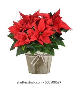 Red poinsettia plant in wood vase isolated on white