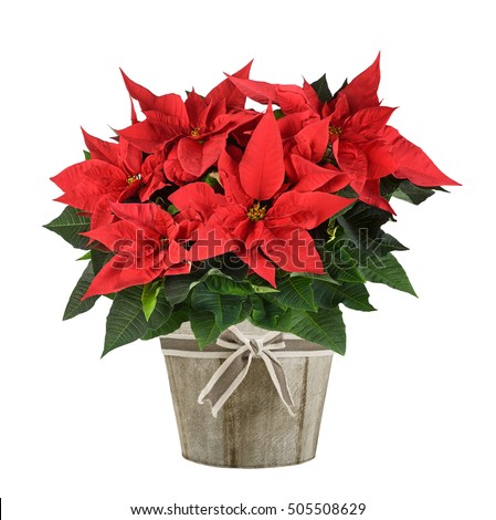 Red poinsettia plant in wood vase isolated on white