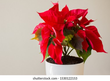 Red Poinsettia in a white pot. - Shutterstock ID 1530122153