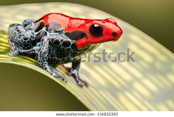 red poison\
arrow frog, beautiful macro of a tropical animal living in the\
Amazon rainforest of Peru. A poisonous amphibian often kept as an\
exotic pet in a rain forest\
terrarium.