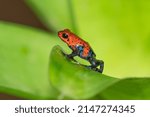 Red Poison Dart Frog - Oophaga pumilio, beautiful red blue legged frog from Cental America forest, Costa Rica.