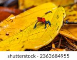 Red Poison Dart Frog - Oophaga pumilio, beautiful red blue legged frog from Cental America forest, Costa Rica.