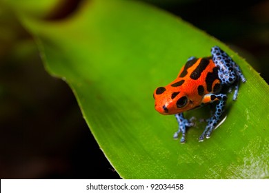 Red Poison Frog Sitting On Green Leaf In Amazon Rain Forest Of Peru Poisonous Animal With Warning Colors