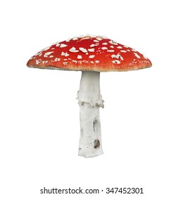 Red Poison Mushroom Isolated On White