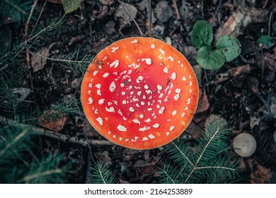 Red poisonous fly agaric in the forest. Fly agaric red. View from above. Close-up. - Shutterstock ID 2164253889